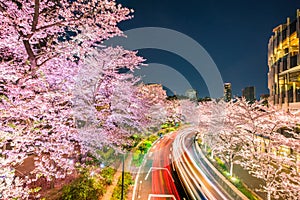 Midtown Illumination cherry blossom, Tokyo, Japan
