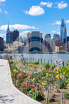 Midtown Manhattan Skyline seen from Gantry Plaza State Park with Colorful Spring Flowers in Long Island City Queens New York