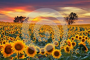 Midwest Blooming Sunflower Field