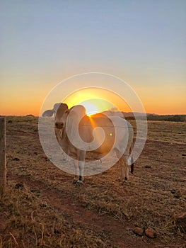A CATTLE BY THE SUNSET photo