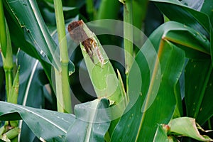 Midwest corn crop closeup for agriculture