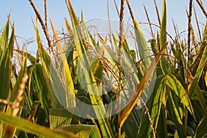 Midwest corn field