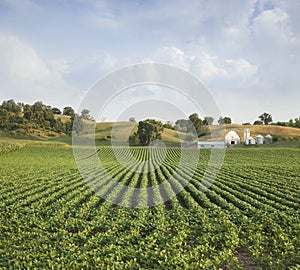 Midwestern Soybean field and farm hills