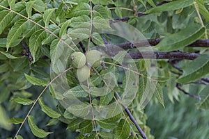 Midwestern USA Eastern American Black Walnuts Nearing Maturity