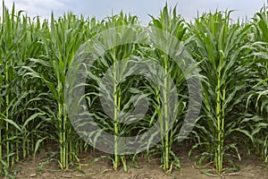 Midwestern USA Field Corn