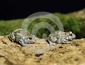 Midwife Toad, alytes obstetricans