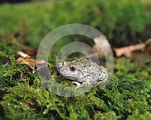 Midwife Toad, alytes obstetricans, Adult standing on Moss