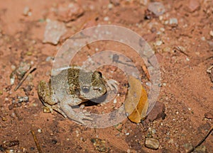 Midwife Toad on the ground