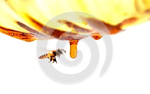 Miel coulant vers le bas d`une cuillÃ¨re de miel sur un fond foncÃ© Macro.