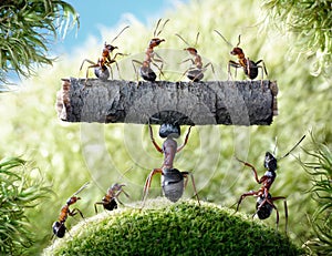 Mighty ant Camponotus Herculeanus holding ants