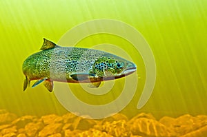 Mighty Atlantic Salmon