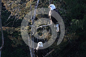 Mighty Bald Eagles roosting in a tree