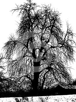 Mighty bare tree in black and white