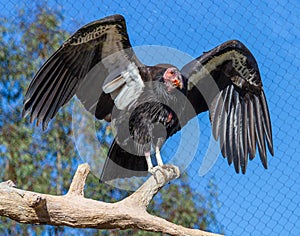 California Condor Spreads its Wings