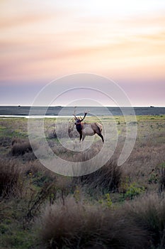 Mighty California elk with a peaceful, ocean sunset background