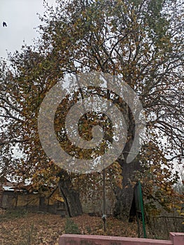 Mighty Chinar tree in a cloudy autumn.