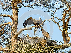 A mighty eagle the feeds the youngsters