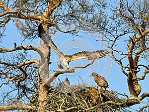 A mighty eagle the feeds the youngsters