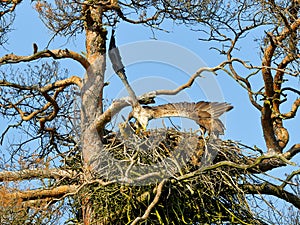 A mighty eagle the feeds the youngsters