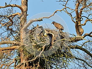 A mighty eagle the feeds the youngsters