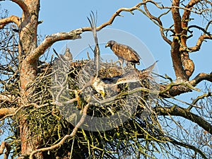 A mighty eagle the feeds the youngsters