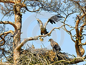 A mighty eagle the feeds the youngsters
