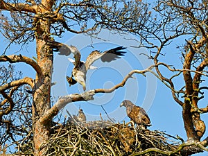 A mighty eagle the feeds the youngsters