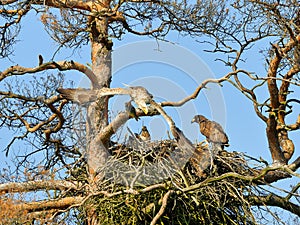 A mighty eagle the feeds the youngsters
