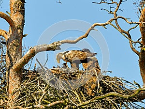 A mighty eagle the feeds the youngsters