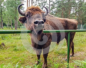 Mighty European bison in Belovezhskaya Pushcha close-up