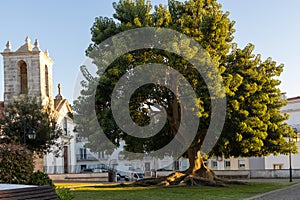 A mighty large tree with powerful roots in the park near the church