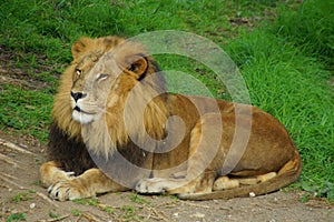 Mighty lion lying on the ground