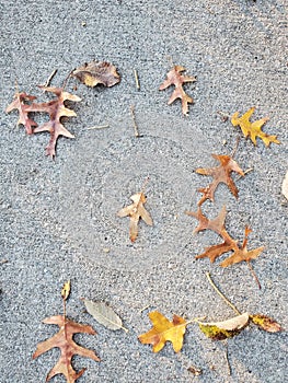 Mighty Little Oaktree leafs