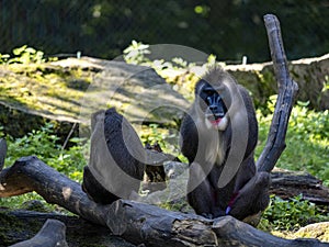 mighty male Drill, Mandrillus leucophaeus, carefully guards his harem