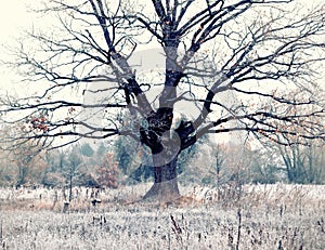 A mighty oak with the last yellow leaves in a clearing among the grass in white hoarfrost. Late fall.