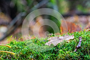 A mighty oak leaf with water droplets on a bed of moist green moss in and autumnal english woodland