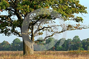 Mighty oak in the middle of a field
