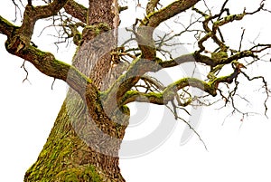 Mighty oak tree photo