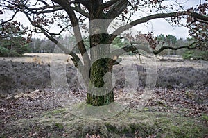 Mighty oak tree with last year`s dry foliage, against a background of meadows and forests, on a cloudy spring day