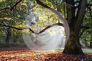 Mighty oak tree photo