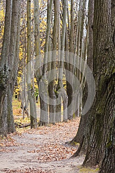 The mighty oaks trees grow along the alley in the autumn