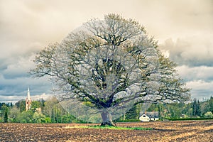 Mighty old oak tree in spring field