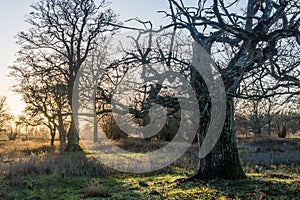 Mighty old oak tree by sunset photo