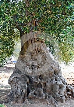 Mighty old olive tree