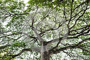 Mighty old tree with green spring leaves and moss