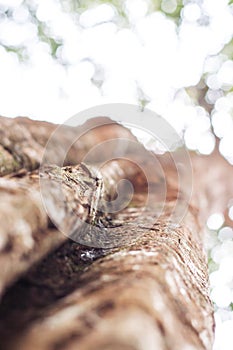 Mighty old tree with green spring leaves, Selective focus