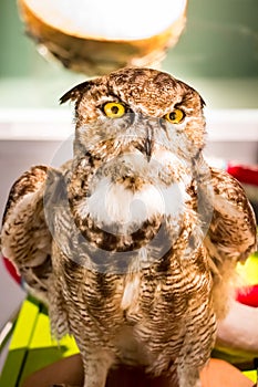 Mighty Owl photo