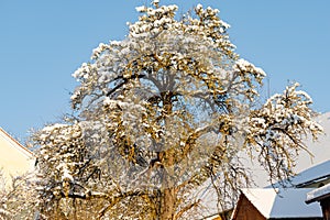 Mighty pear tree covered in snow in winter