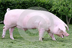 Mighty pig sow grazing on pasture summertime outdoor