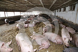 Mighty pig sows laying or sleeping in a straw filled enclosure